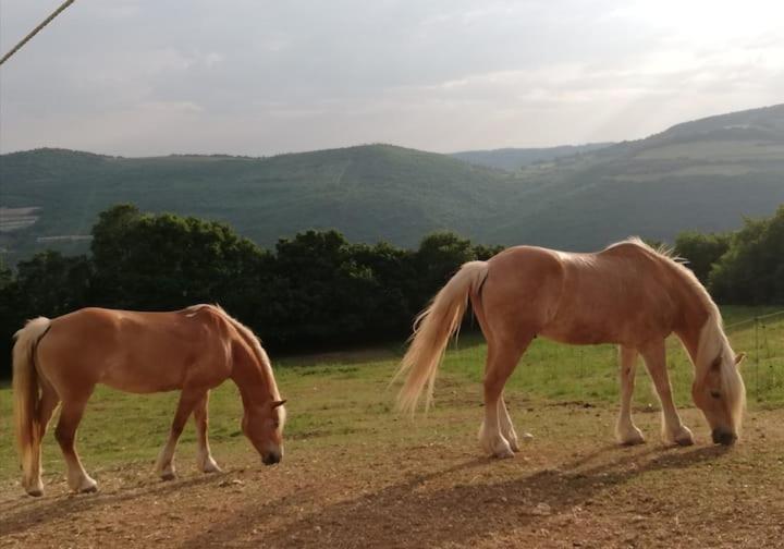 B&B Ca Montemezzano 베로나 외부 사진